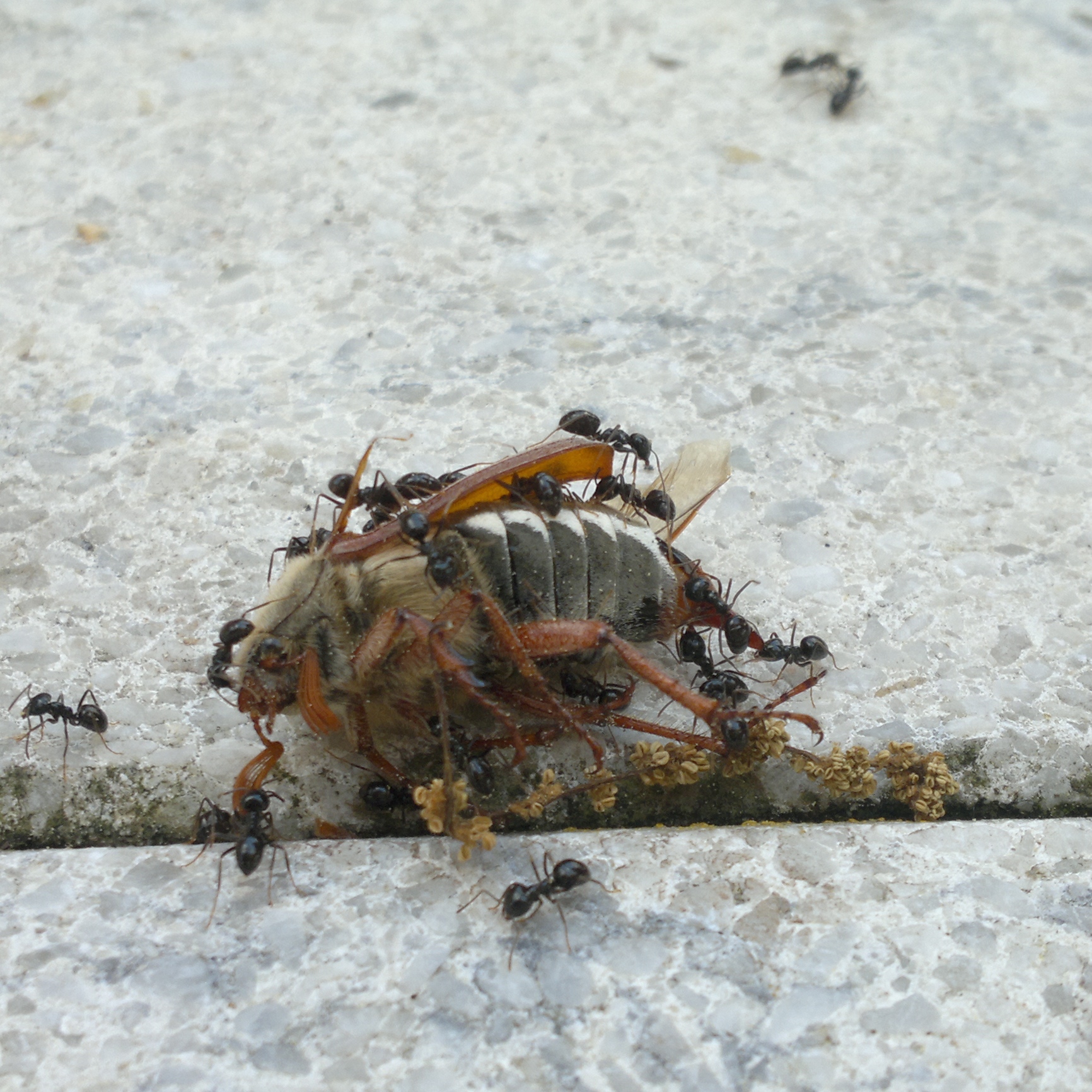 Ameisen entsorgen einen Maikäfer.